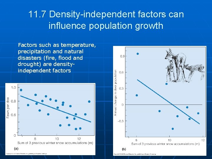 11. 7 Density-independent factors can influence population growth Factors such as temperature, precipitation and