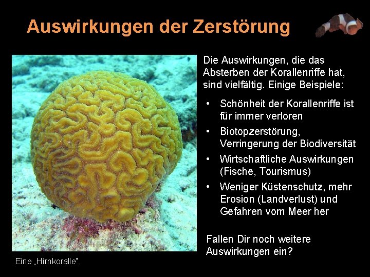 Auswirkungen der Zerstörung Die Auswirkungen, die das Absterben der Korallenriffe hat, sind vielfältig. Einige