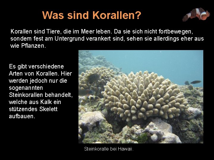 Was sind Korallen? Korallen sind Tiere, die im Meer leben. Da sie sich nicht