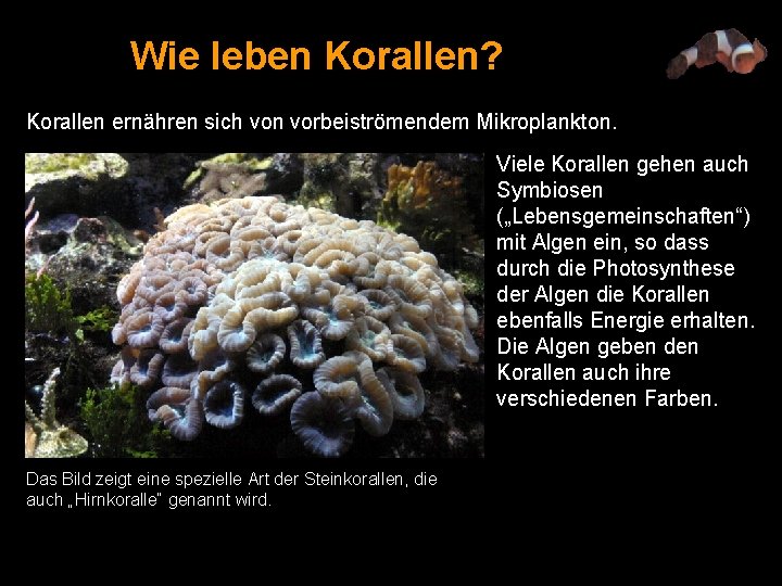 Wie leben Korallen? Korallen ernähren sich von vorbeiströmendem Mikroplankton. Viele Korallen gehen auch Symbiosen