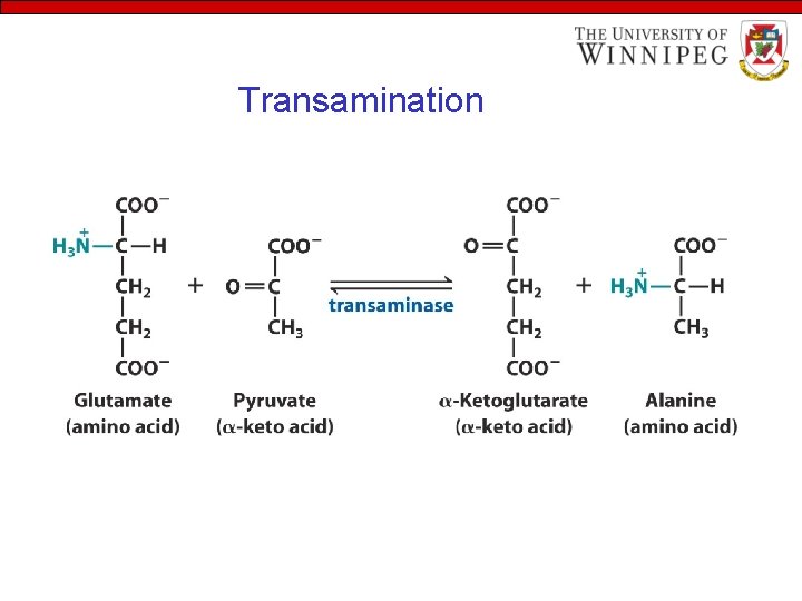 Transamination 