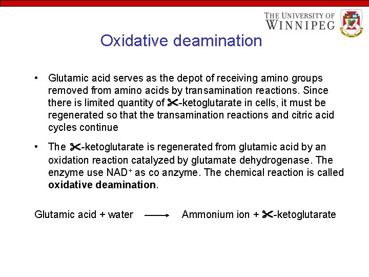 Oxidative deamination • Glutamic acid serves as the depot of receiving amino groups removed