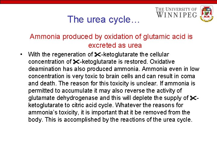 The urea cycle… Ammonia produced by oxidation of glutamic acid is excreted as urea