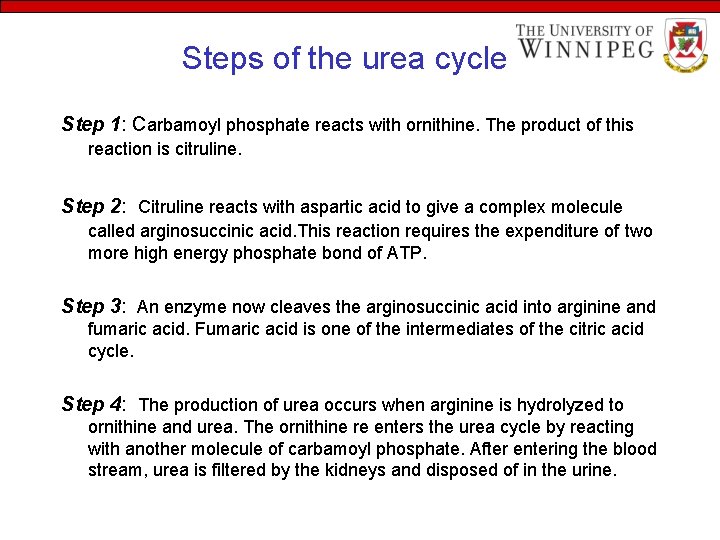 Steps of the urea cycle Step 1: Carbamoyl phosphate reacts with ornithine. The product