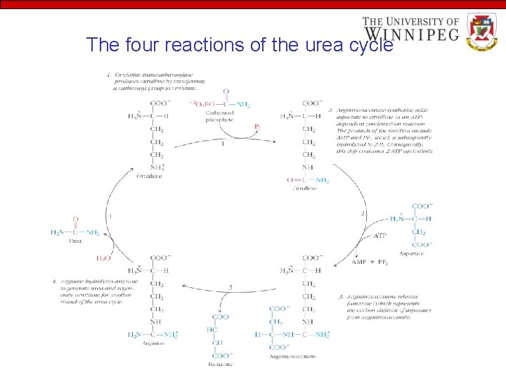 The four reactions of the urea cycle 