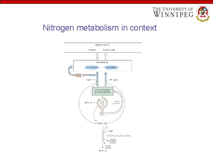 Nitrogen metabolism in context 