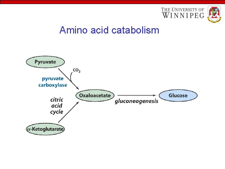 Amino acid catabolism 