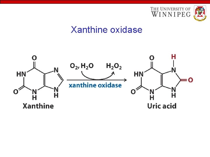Xanthine oxidase 