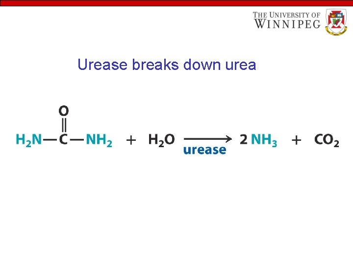 Urease breaks down urea 