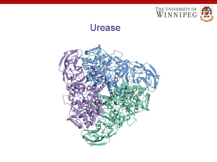 Urease 