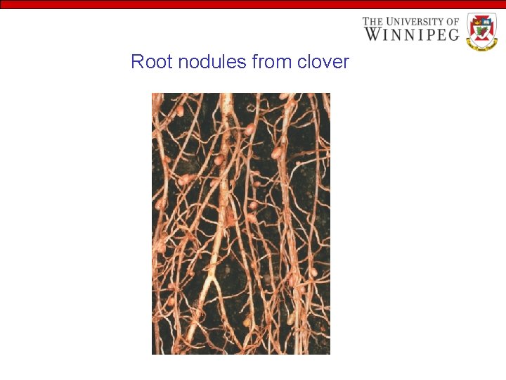 Root nodules from clover 