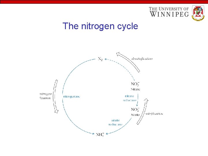 The nitrogen cycle 