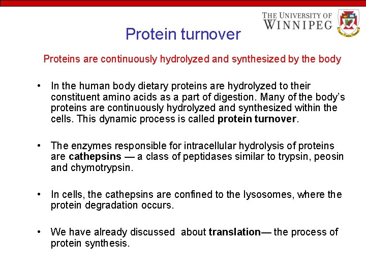 Protein turnover Proteins are continuously hydrolyzed and synthesized by the body • In the