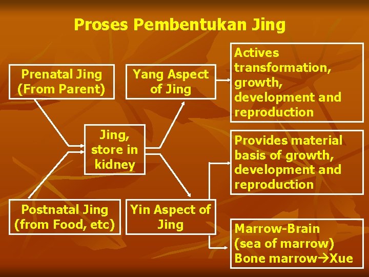 Proses Pembentukan Jing Prenatal Jing (From Parent) Yang Aspect of Jing, store in kidney