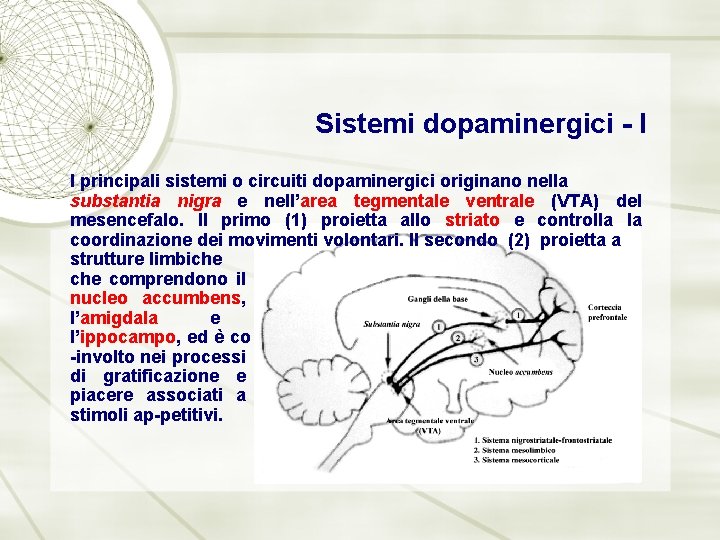 Sistemi dopaminergici - I I principali sistemi o circuiti dopaminergici originano nella substantia nigra