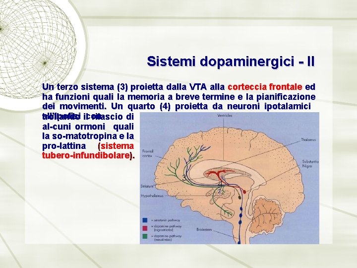 Sistemi dopaminergici - II Un terzo sistema (3) proietta dalla VTA alla corteccia frontale