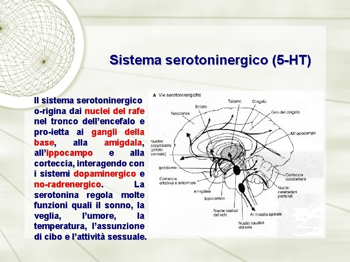 Sistema serotoninergico (5 -HT) Il sistema serotoninergico o-rigina dai nuclei del rafe nel tronco