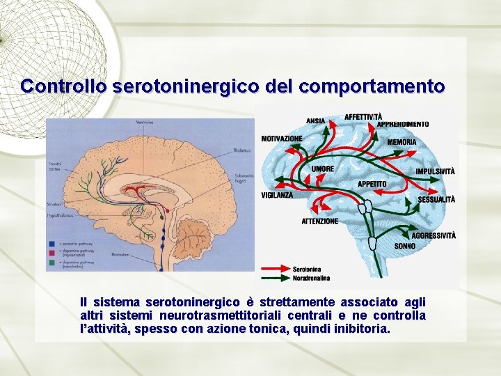 Controllo serotoninergico del comportamento Il sistema serotoninergico è strettamente associato agli altri sistemi neurotrasmettitoriali