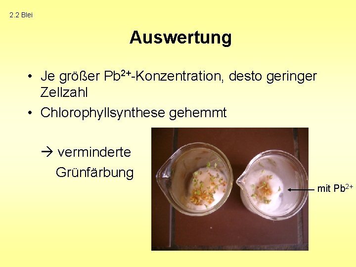 2. 2 Blei Auswertung • Je größer Pb 2+-Konzentration, desto geringer Zellzahl • Chlorophyllsynthese
