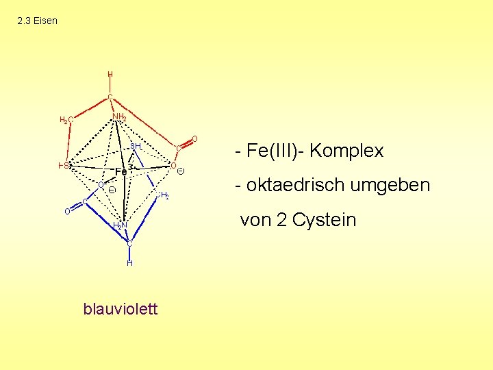 2. 3 Eisen - Fe(III)- Komplex - oktaedrisch umgeben von 2 Cystein blauviolett 