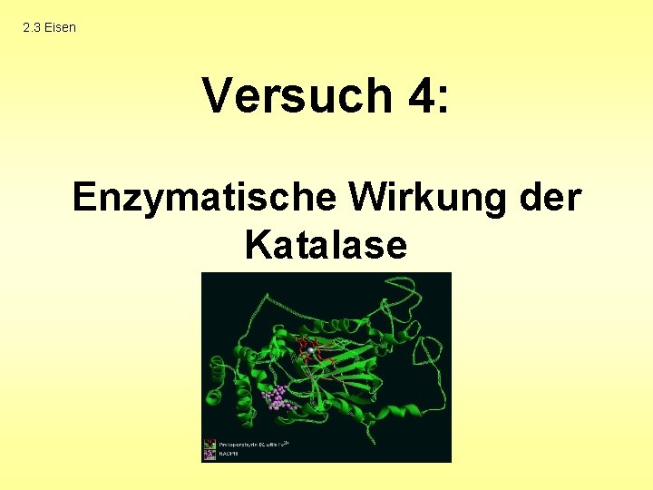 2. 3 Eisen Versuch 4: Enzymatische Wirkung der Katalase 