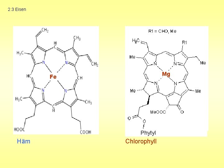 2. 3 Eisen Mg Fe Phytyl Häm Chlorophyll 