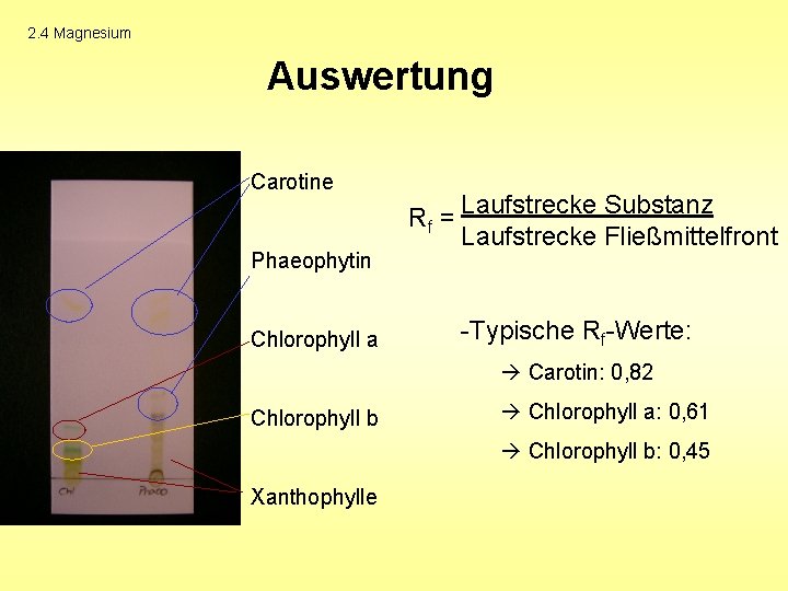 2. 4 Magnesium Auswertung Carotine Phaeophytin Chlorophyll a Rf = Laufstrecke Substanz Laufstrecke Fließmittelfront