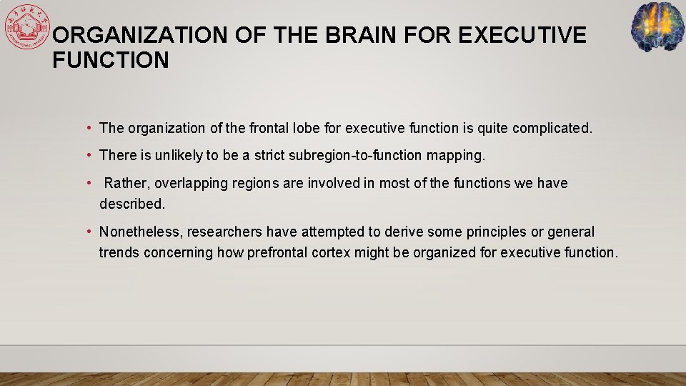 ORGANIZATION OF THE BRAIN FOR EXECUTIVE FUNCTION • The organization of the frontal lobe