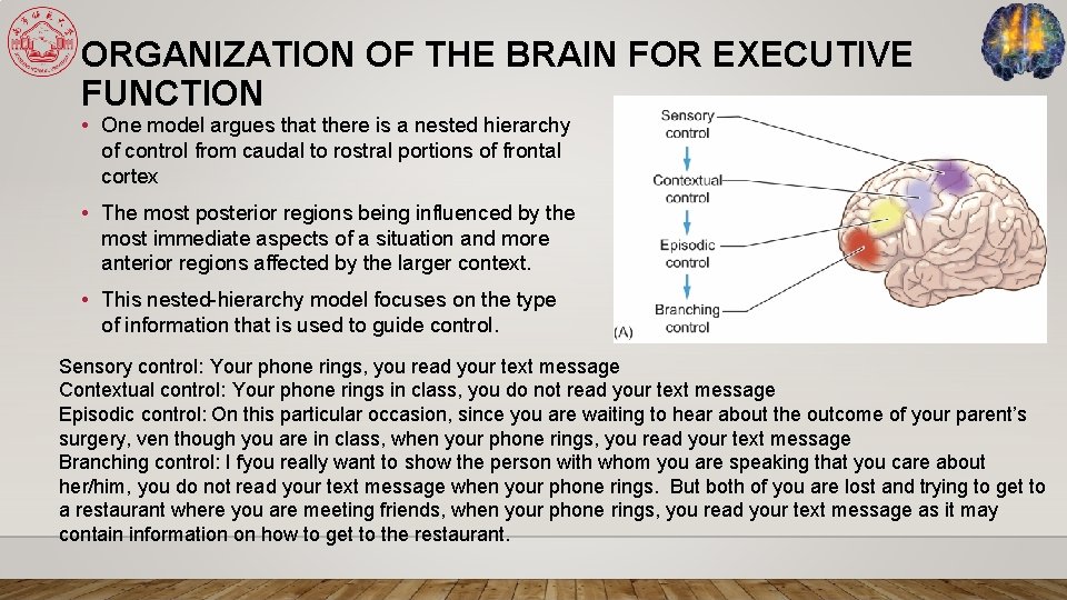 ORGANIZATION OF THE BRAIN FOR EXECUTIVE FUNCTION • One model argues that there is