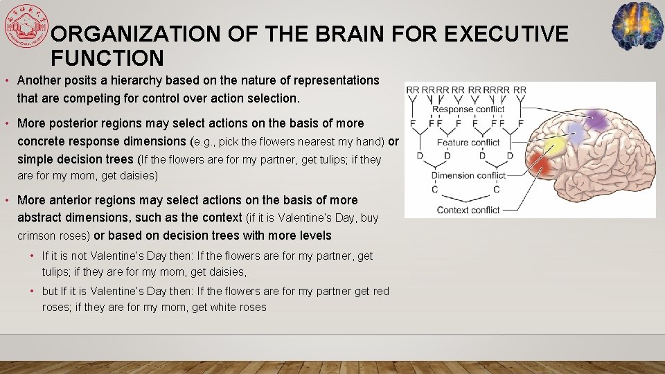 ORGANIZATION OF THE BRAIN FOR EXECUTIVE FUNCTION • Another posits a hierarchy based on
