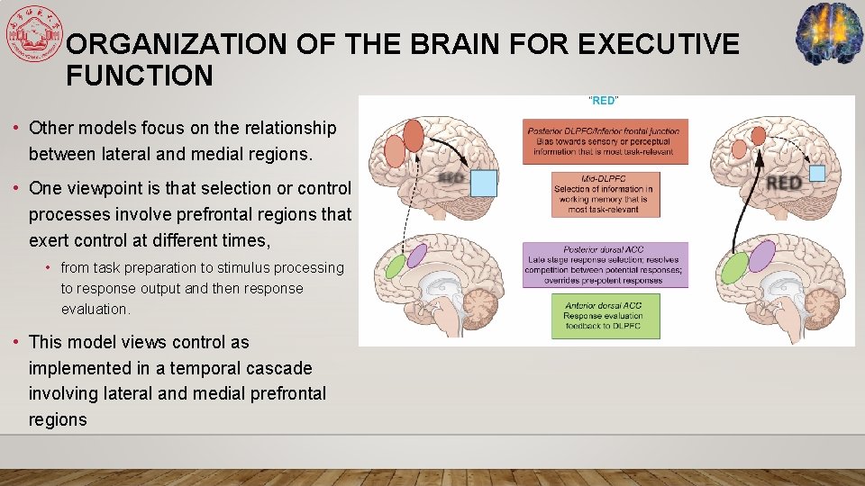 ORGANIZATION OF THE BRAIN FOR EXECUTIVE FUNCTION • Other models focus on the relationship