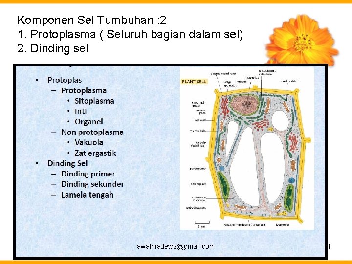 Komponen Sel Tumbuhan : 2 1. Protoplasma ( Seluruh bagian dalam sel) 2. •