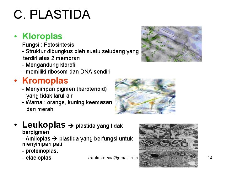 C. PLASTIDA • Kloroplas Fungsi : Fotosintesis - Struktur dibungkus oleh suatu seludang yang