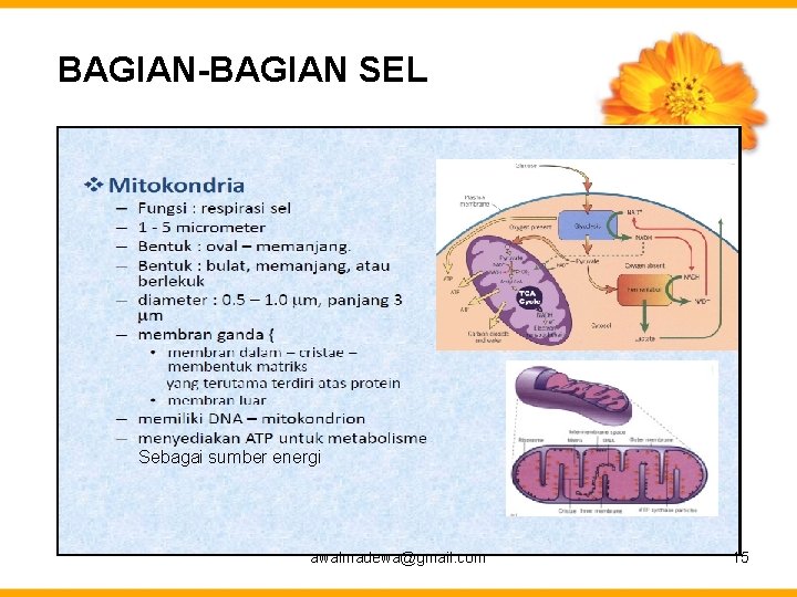 BAGIAN-BAGIAN SEL Sebagai sumber energi awalmadewa@gmail. com 15 