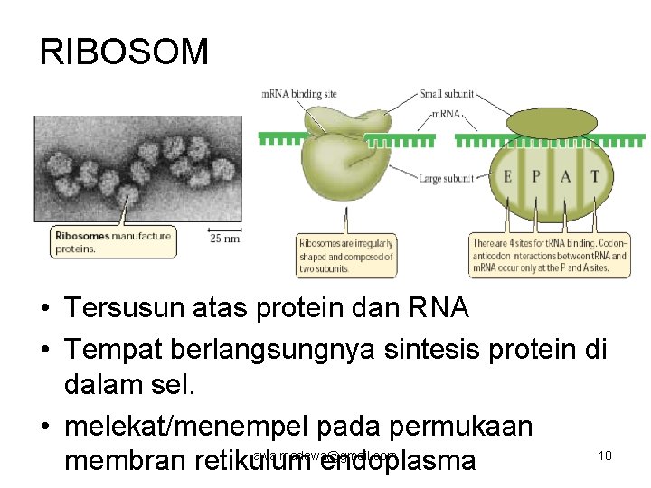 RIBOSOM • Tersusun atas protein dan RNA • Tempat berlangsungnya sintesis protein di dalam
