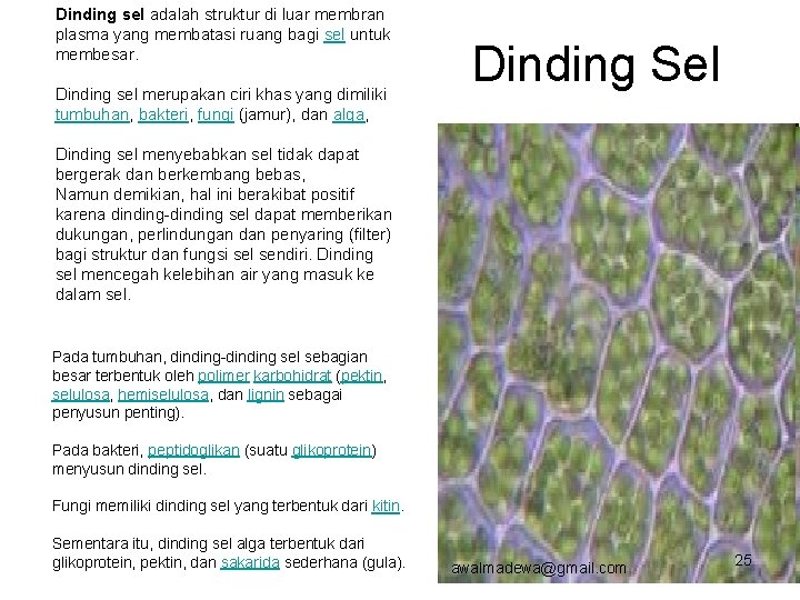 Dinding sel adalah struktur di luar membran plasma yang membatasi ruang bagi sel untuk