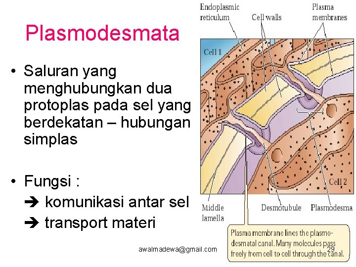 Plasmodesmata • Saluran yang menghubungkan dua protoplas pada sel yang berdekatan – hubungan simplas