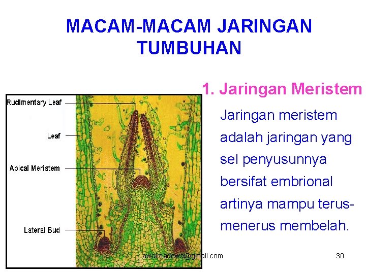 MACAM-MACAM JARINGAN TUMBUHAN 1. Jaringan Meristem Jaringan meristem adalah jaringan yang sel penyusunnya bersifat