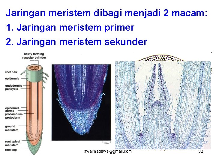 Jaringan meristem dibagi menjadi 2 macam: 1. Jaringan meristem primer 2. Jaringan meristem sekunder