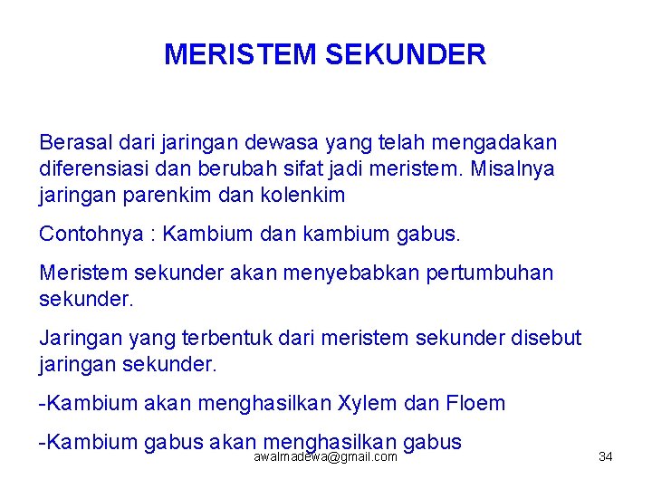 MERISTEM SEKUNDER Berasal dari jaringan dewasa yang telah mengadakan diferensiasi dan berubah sifat jadi