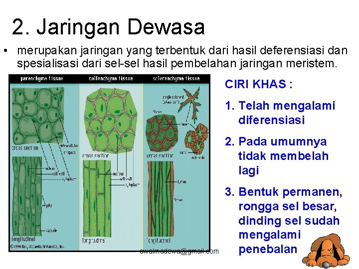 2. Jaringan Dewasa • merupakan jaringan yang terbentuk dari hasil deferensiasi dan spesialisasi dari