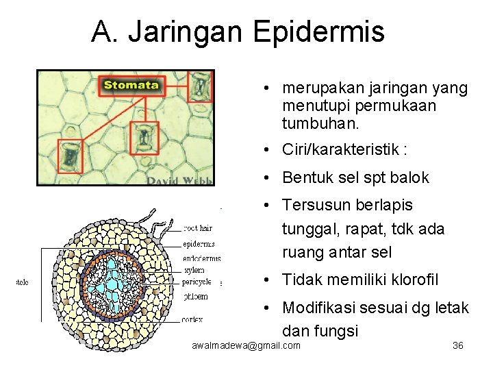 A. Jaringan Epidermis • merupakan jaringan yang menutupi permukaan tumbuhan. • Ciri/karakteristik : •