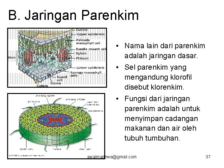B. Jaringan Parenkim • Nama lain dari parenkim adalah jaringan dasar. • Sel parenkim