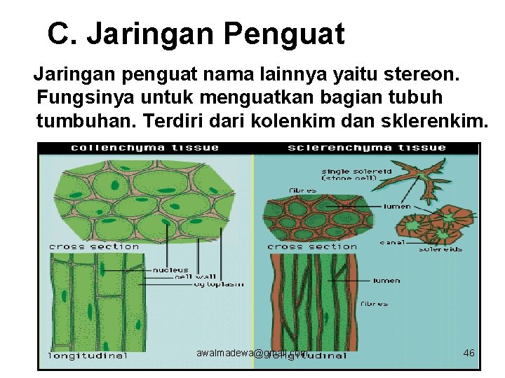 C. Jaringan Penguat Jaringan penguat nama lainnya yaitu stereon. Fungsinya untuk menguatkan bagian tubuh