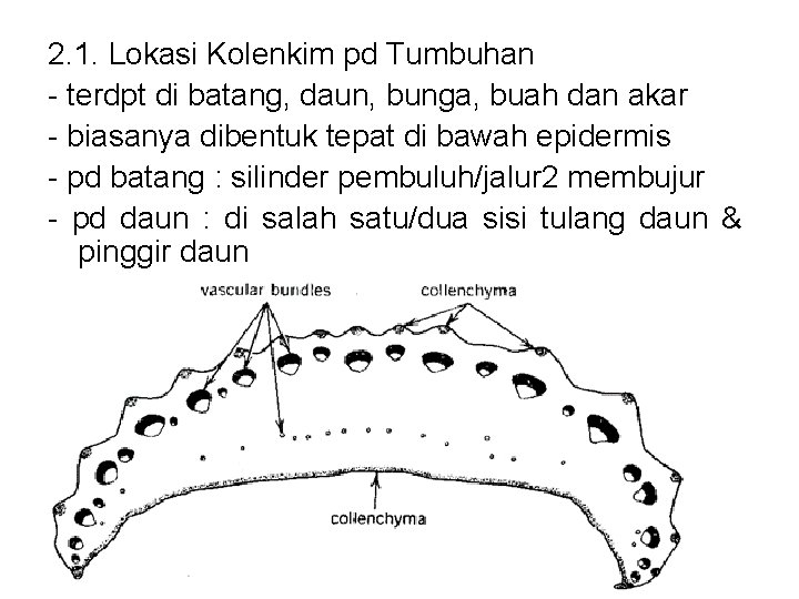 2. 1. Lokasi Kolenkim pd Tumbuhan - terdpt di batang, daun, bunga, buah dan