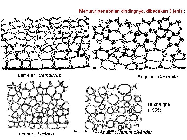 Menurut penebalan dindingnya, dibedakan 3 jenis : Lamelar : Sambucus Angular : Cucurbita Duchaigne