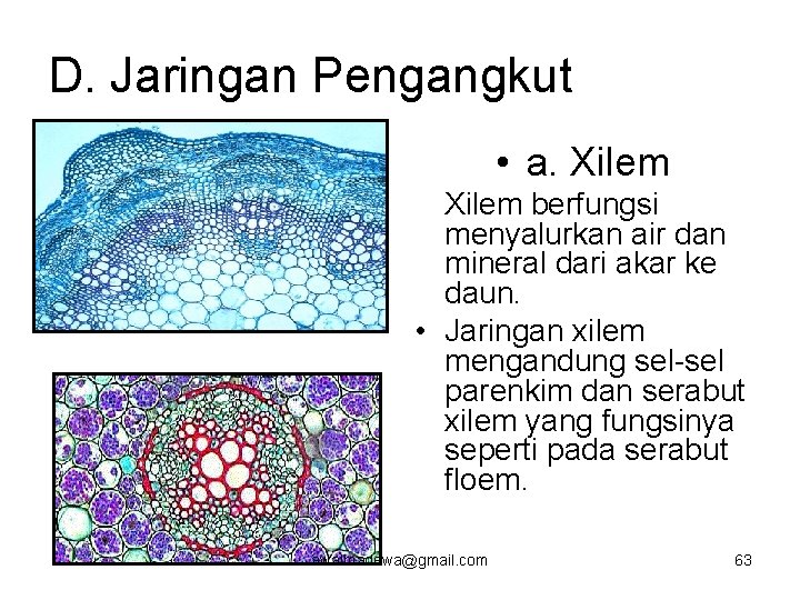 D. Jaringan Pengangkut • a. Xilem berfungsi menyalurkan air dan mineral dari akar ke