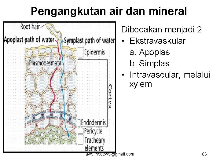 Pengangkutan air dan mineral Dibedakan menjadi 2 • Ekstravaskular a. Apoplas b. Simplas •