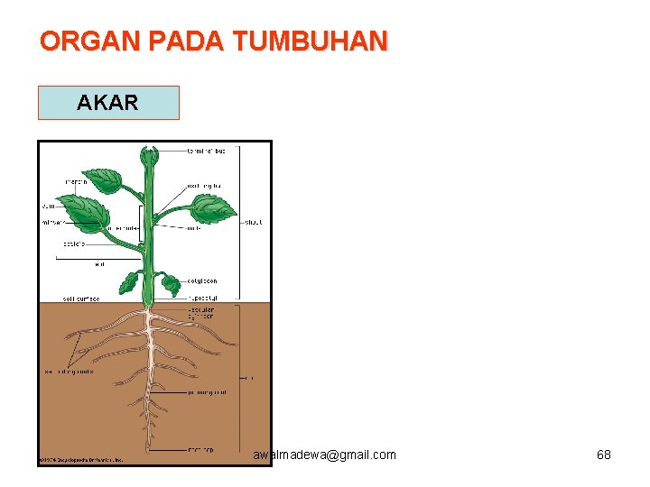 ORGAN PADA TUMBUHAN AKAR awalmadewa@gmail. com 68 