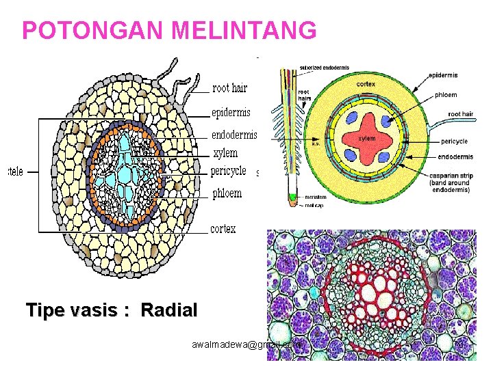 POTONGAN MELINTANG Tipe vasis : Radial awalmadewa@gmail. com 70 